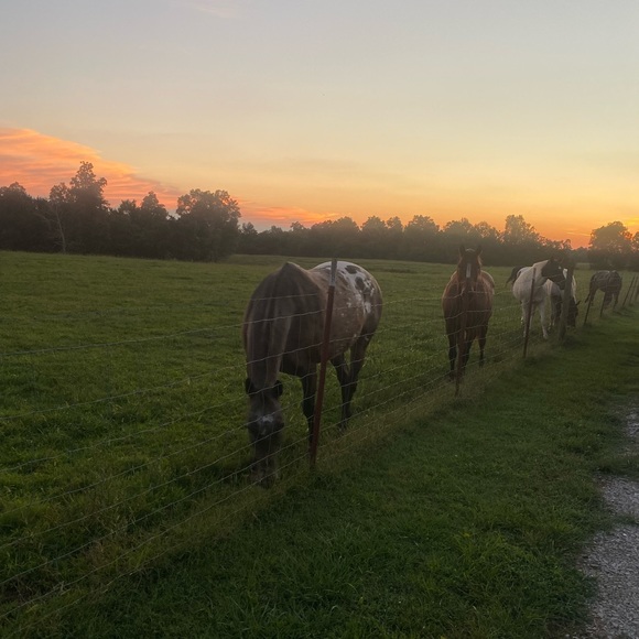 Meet your Posher, Alicia - Picture 3 of 9